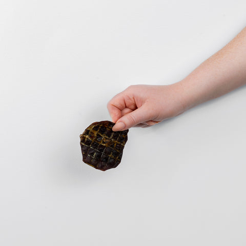kangaroo kidney held in hand