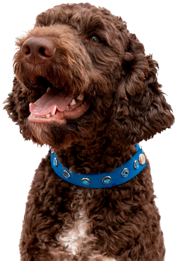 Happy Dog