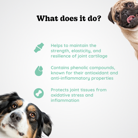 Joint Support for Dogs