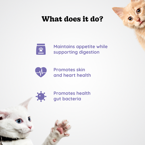 Gut Support for Cats
