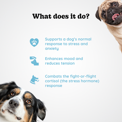 Stress Relief for Dogs