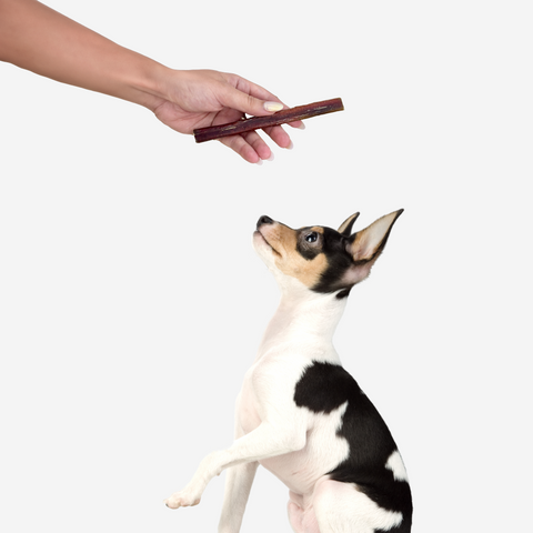 Small fox terrier dog looking expectantly at a new dog treat