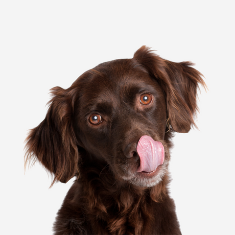 Cute brown dog licking his lips at the thought of a new dog treat