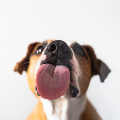 A brown and white dog sticking out his tongue and looking hungry