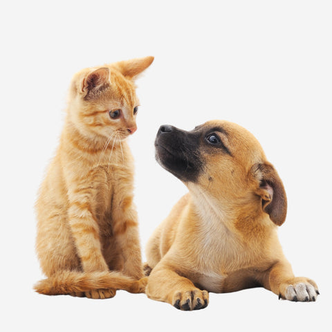 Orange cat and small brown puppy looking at each other