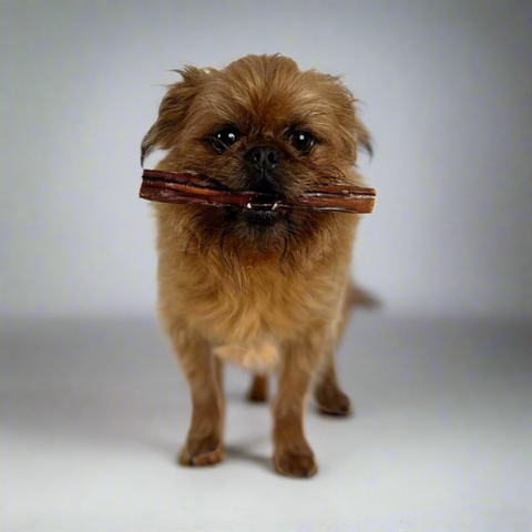 Small brown dog holding a thick beef pizzle in his mouth