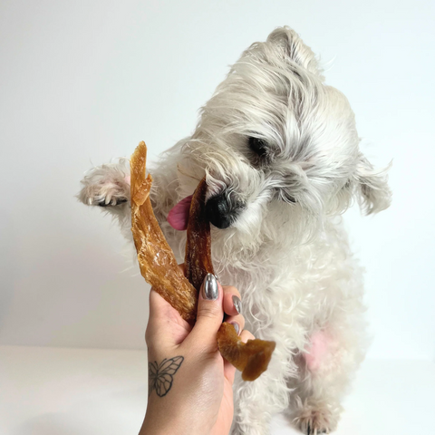 Small white dog enjoying a piece of Shark Jerky treat for dogs