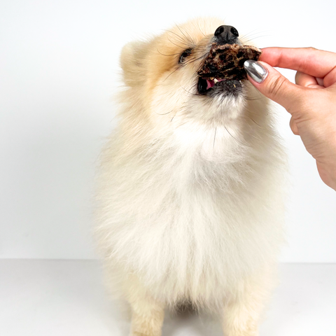 Small white dog enjoying beef jerky