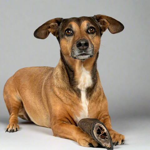 Medium-sized brown dog woth a goat horn end treat