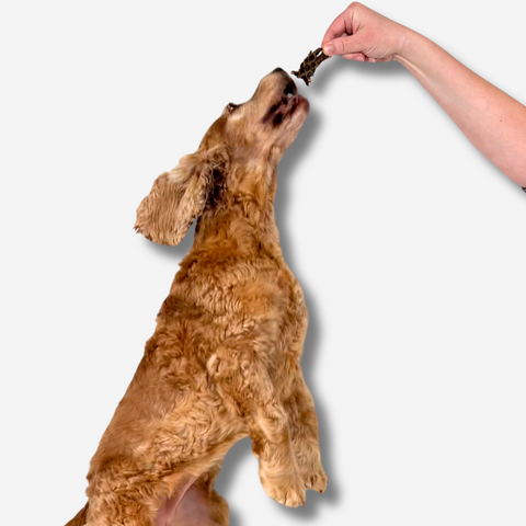 Cocker Spaniel jumping for a piece of Kangaroo Jerky