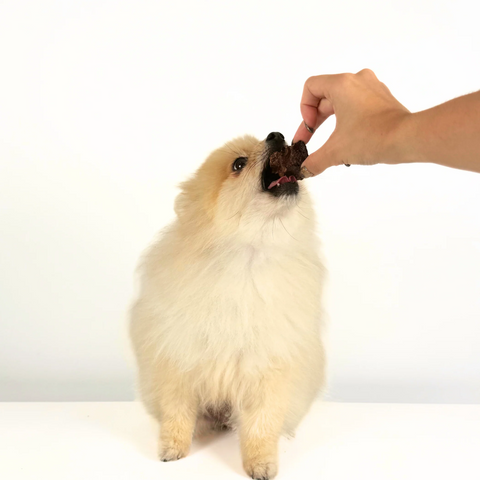 Small white dog enjoying a piece of Lamb Lung cube
