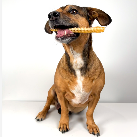 Brown dog enjoyng a shark cartilage treat