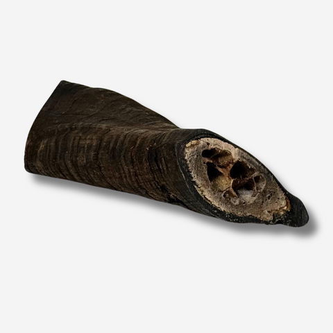 A piece of Goat Horn end for dogs to eat as a treat