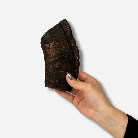 A piece of goat horn end held in hand