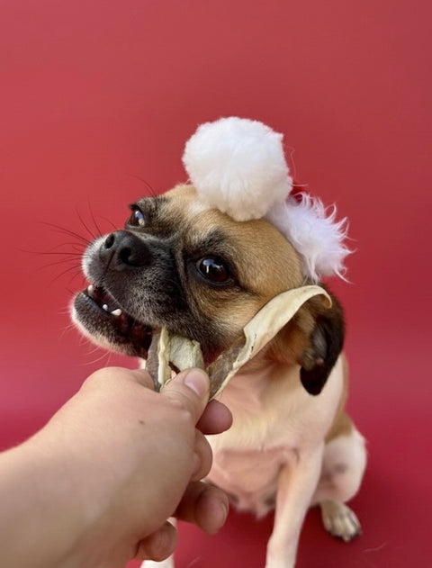 Dog wearing a Santa hat with a red background