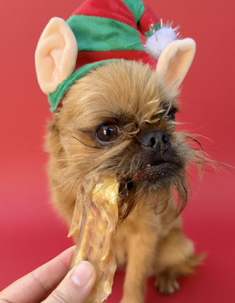 Small dog wearing an elf hat holding a piece of food against a red background
