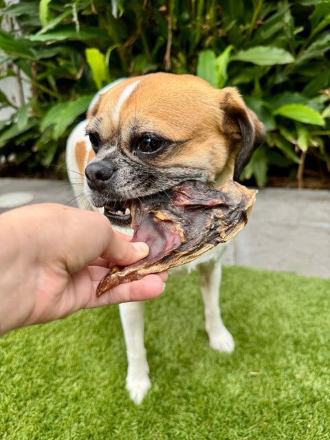 Kangaroo Tendons