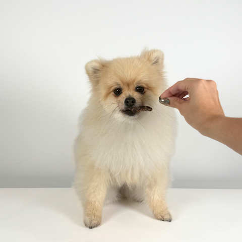 Small white dog enjoying a piece of venison jerky treat