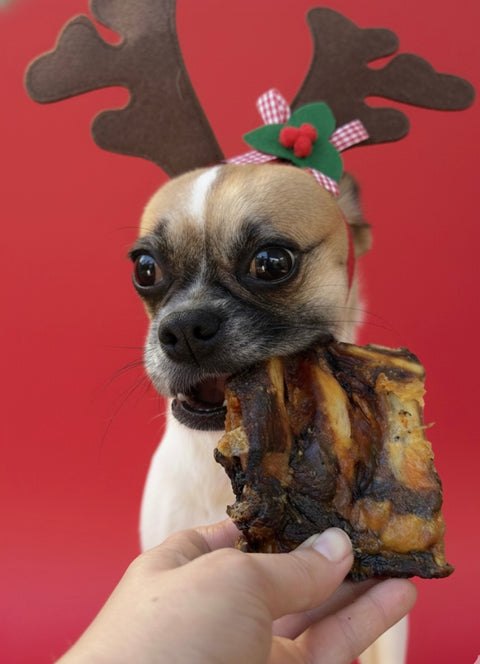 Dog wearing reindeer antlers holding a emu rib treat against a red background