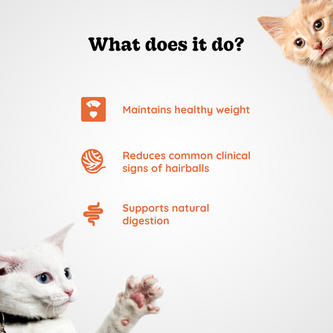 Oral Health and Hairball for Cats